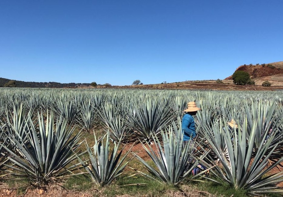 ¡Enamórate del Tequila! cata bebidas mexicanas en Casa de México en España