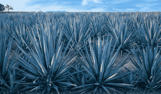 Coloquio | Libros para beber