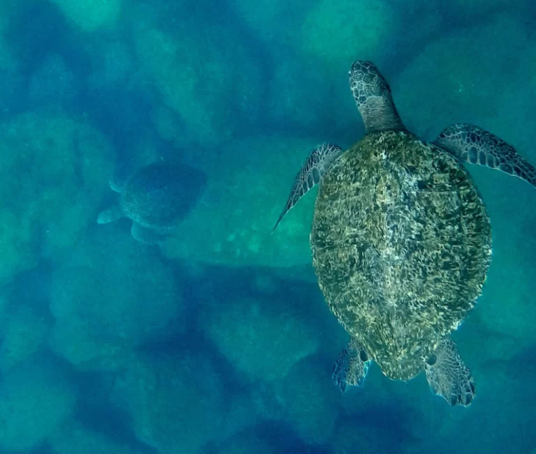 Tesoros de la madre Tierra | El llanto de las tortugas