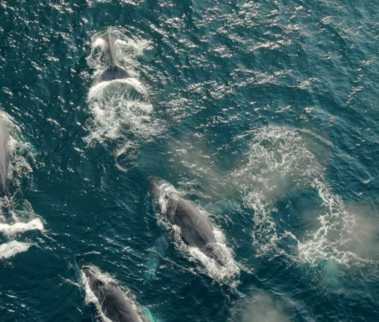 Tesoros de la madre Tierra | La bahía de mi vida