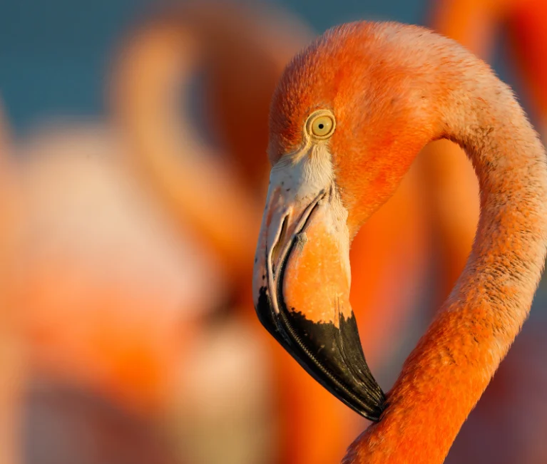 Semana del cine mexicano 2026 | Estrenos documentales: Flamingos. La vida después del meteorito